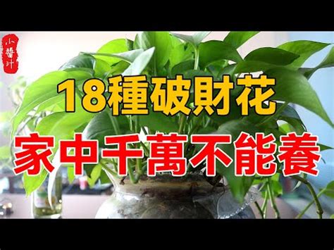 陽台 樹 風水|前陽台招財植物大全！15 種適合陽台的植物助你財源。